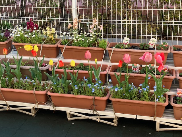 ４月検見川浜園のＮＥＷＳ